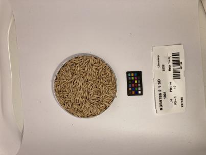 Click for 1 image(s) for this accession. SEED